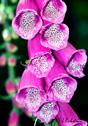 Digitalis purpurea